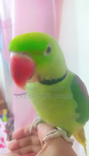 চন্দনা ফুল টেম করা কথা বলা টিয়া