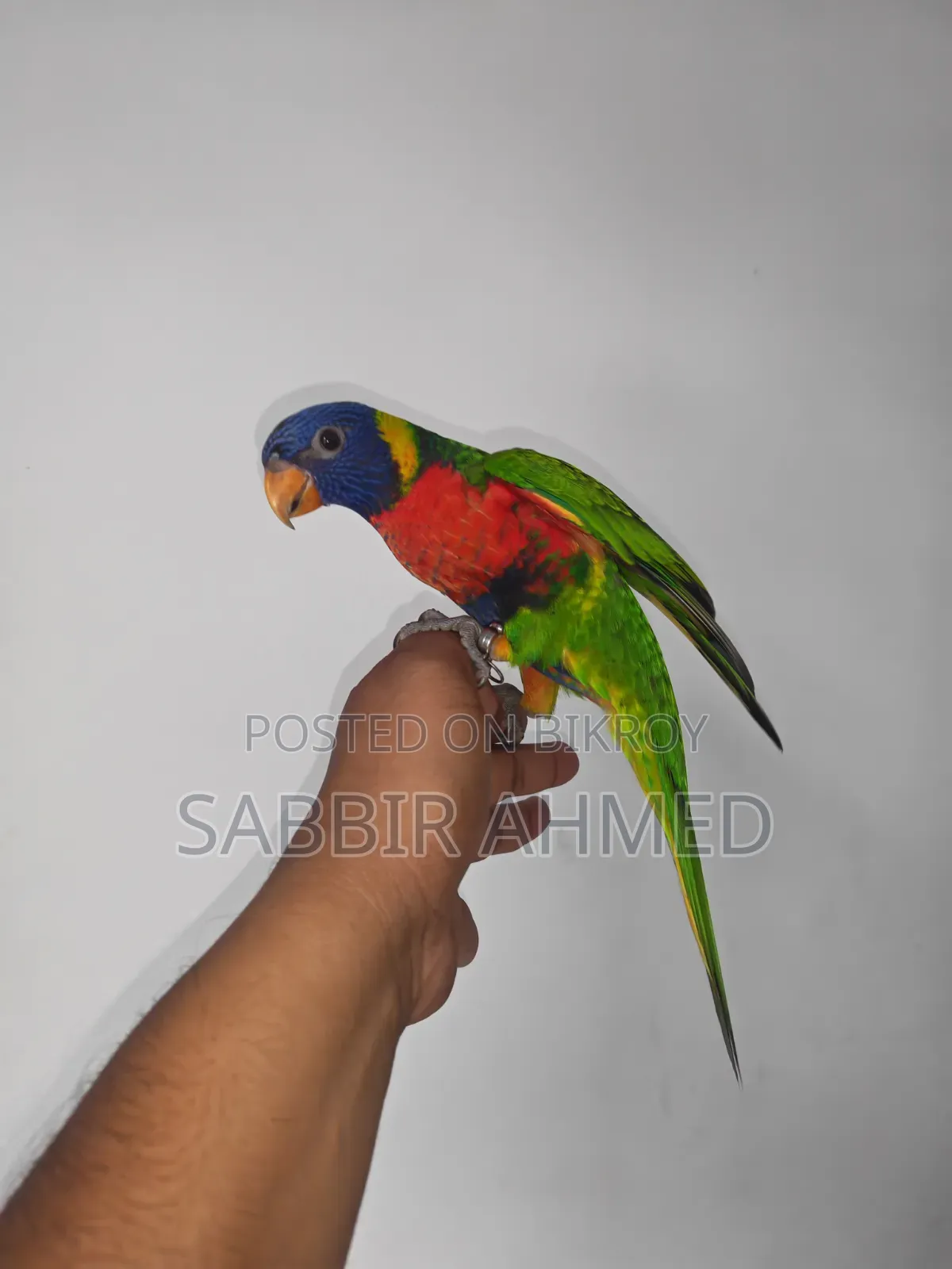 রেনবো লরি পাখি