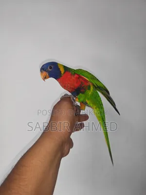 রেনবো লরি পাখি