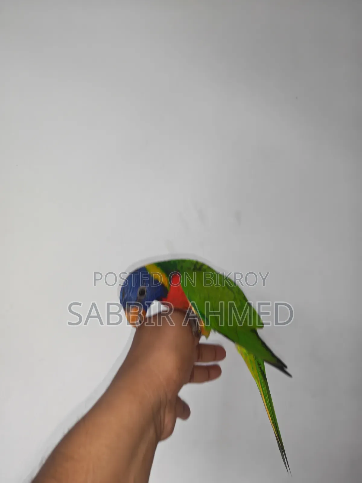 রেনবো লরি পাখি