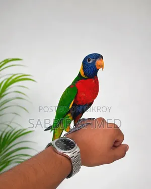 রেনবো লরি পাখি