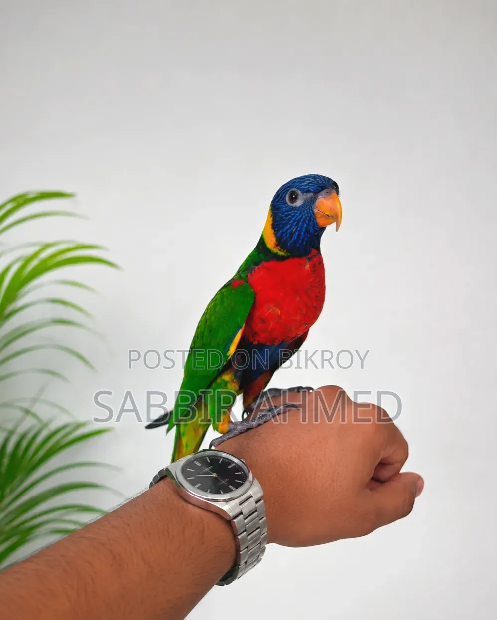 রেনবো লরি পাখি