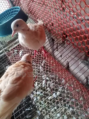 Australian Dove
