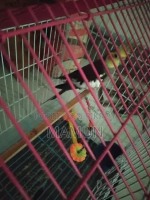 Cocktail Bird