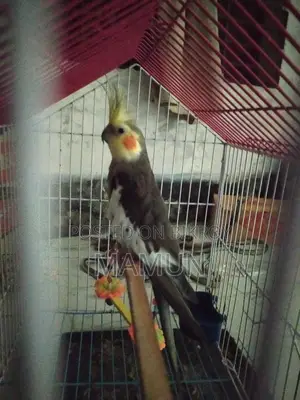Cocktail Bird