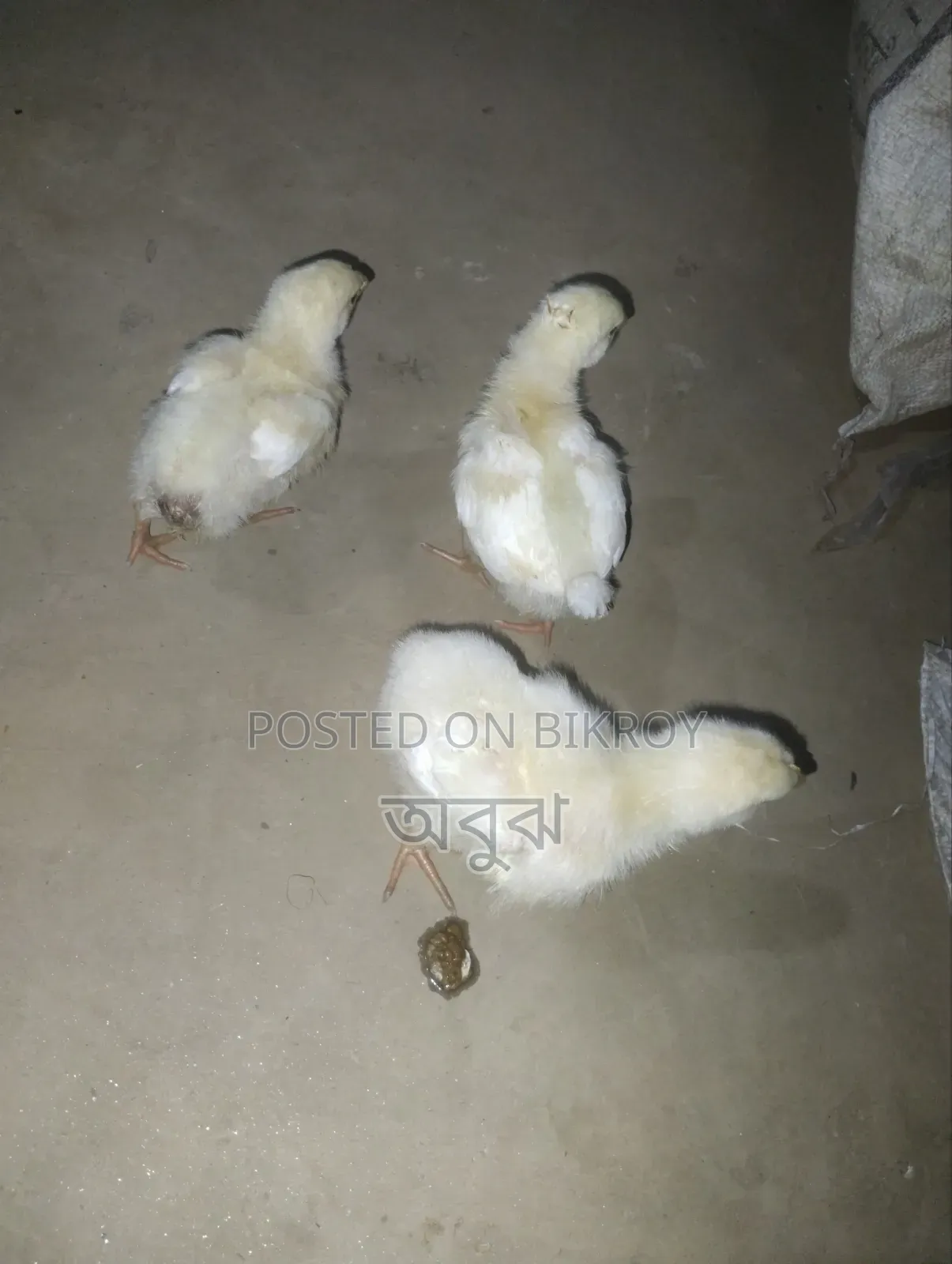 Broiler Chicken Chicks