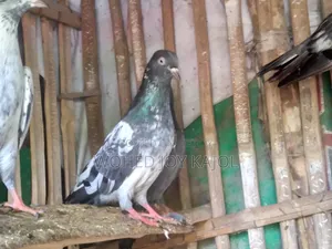 Pigeon for Sale