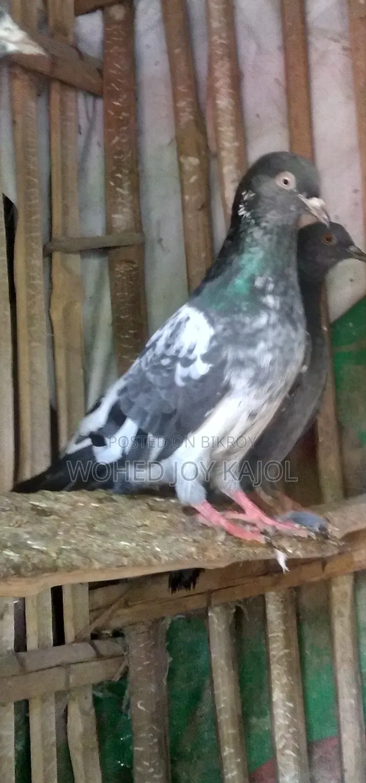 Pigeon for Sale