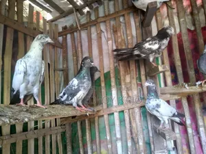 Pigeon for Sale