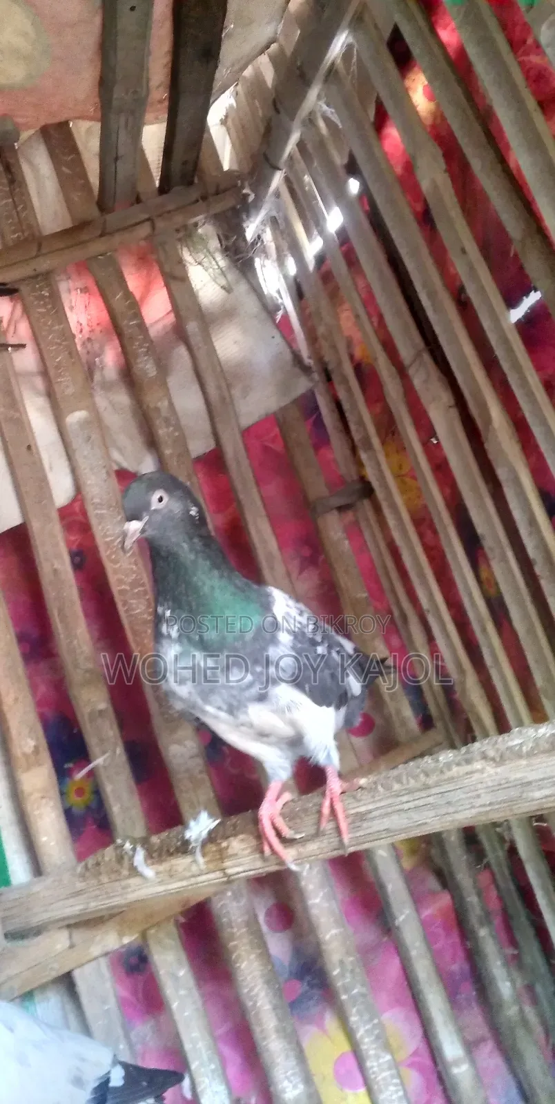 Pigeon for Sale