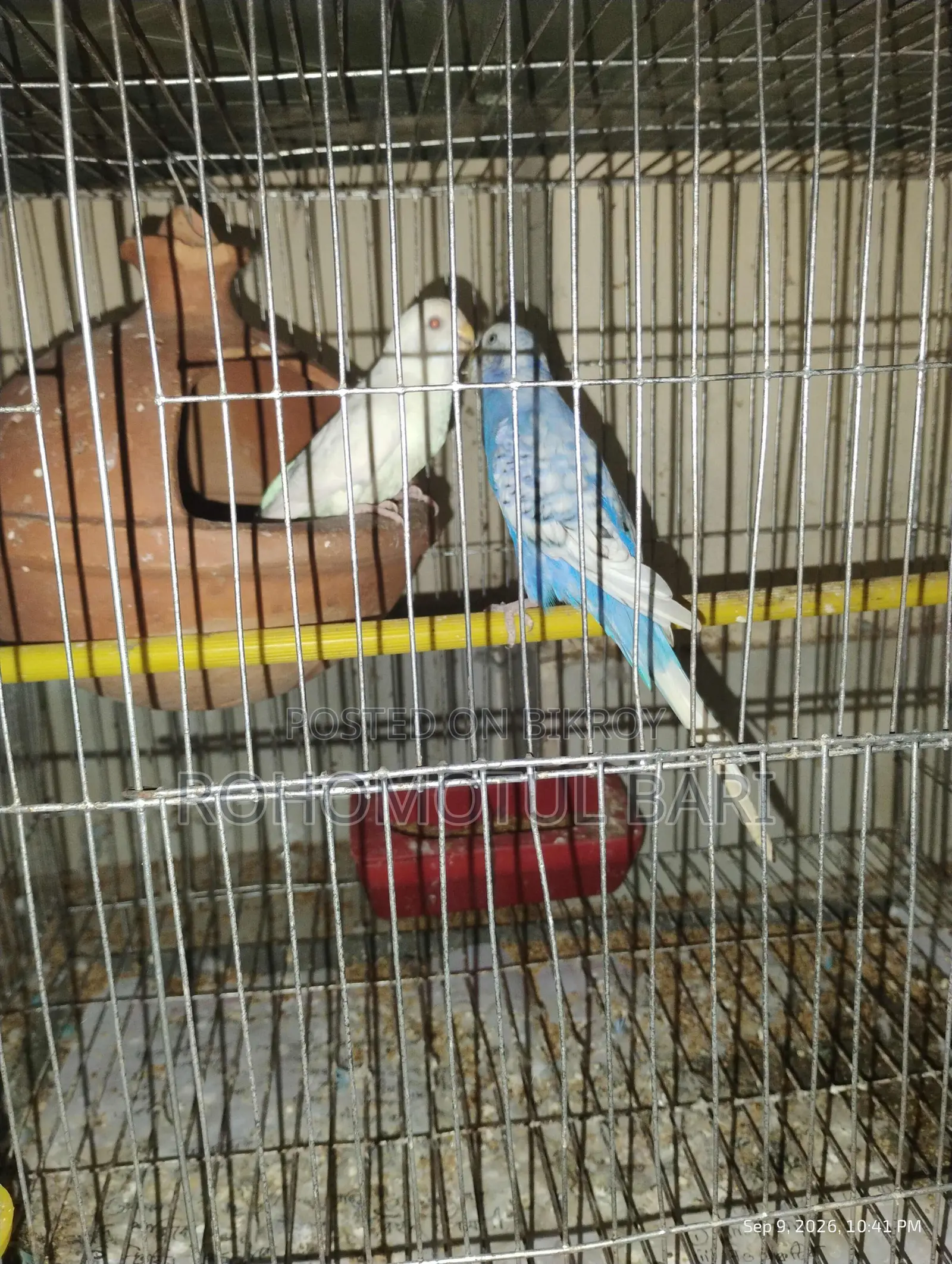 Budgerigar birds for sale