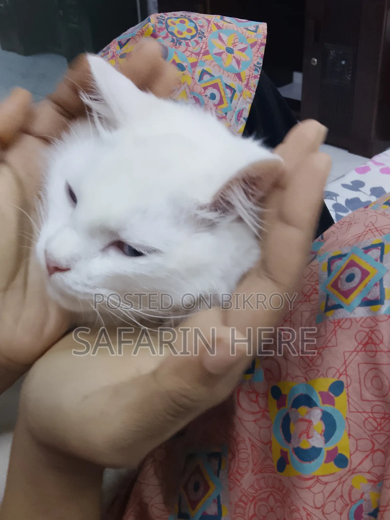 1+ year Female Mixed Breed Persian