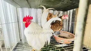 Japanize White Bantham Golden Sabride