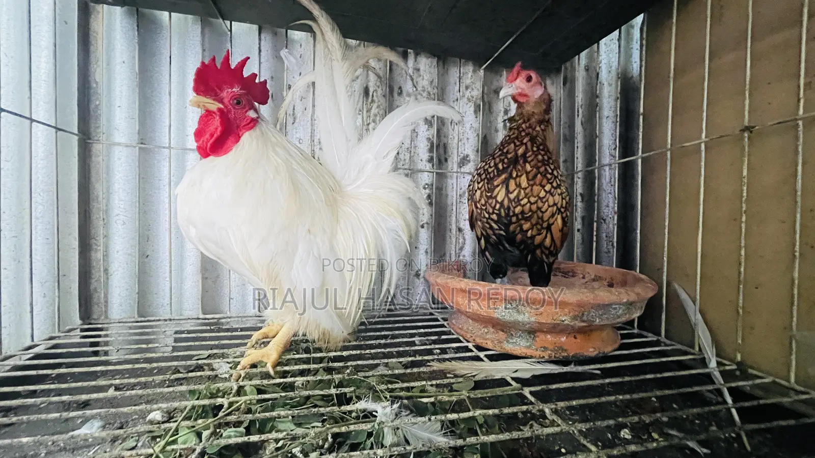 Japanize White Bantham Golden Sabride