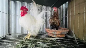 Japanize White Bantham Golden Sabride