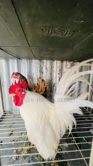 Japanize White Bantham Golden Sabride