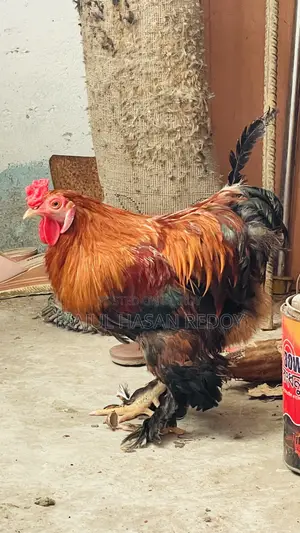 ব্রহমা মোরগ