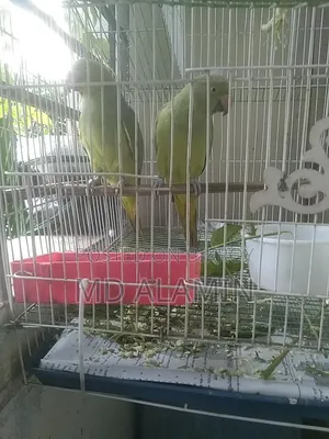 Parrot sell