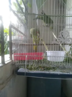 Parrot sell