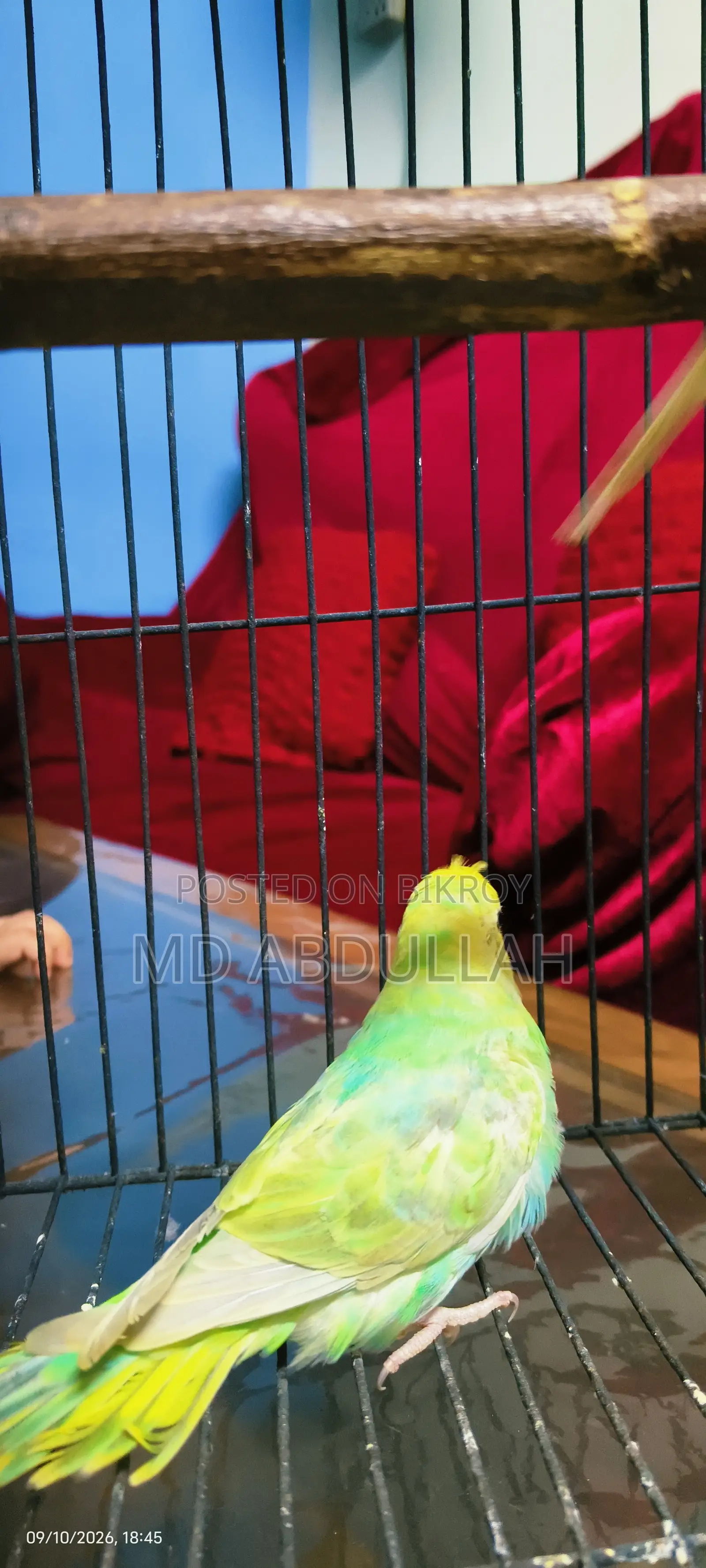 Budgerigar Bird