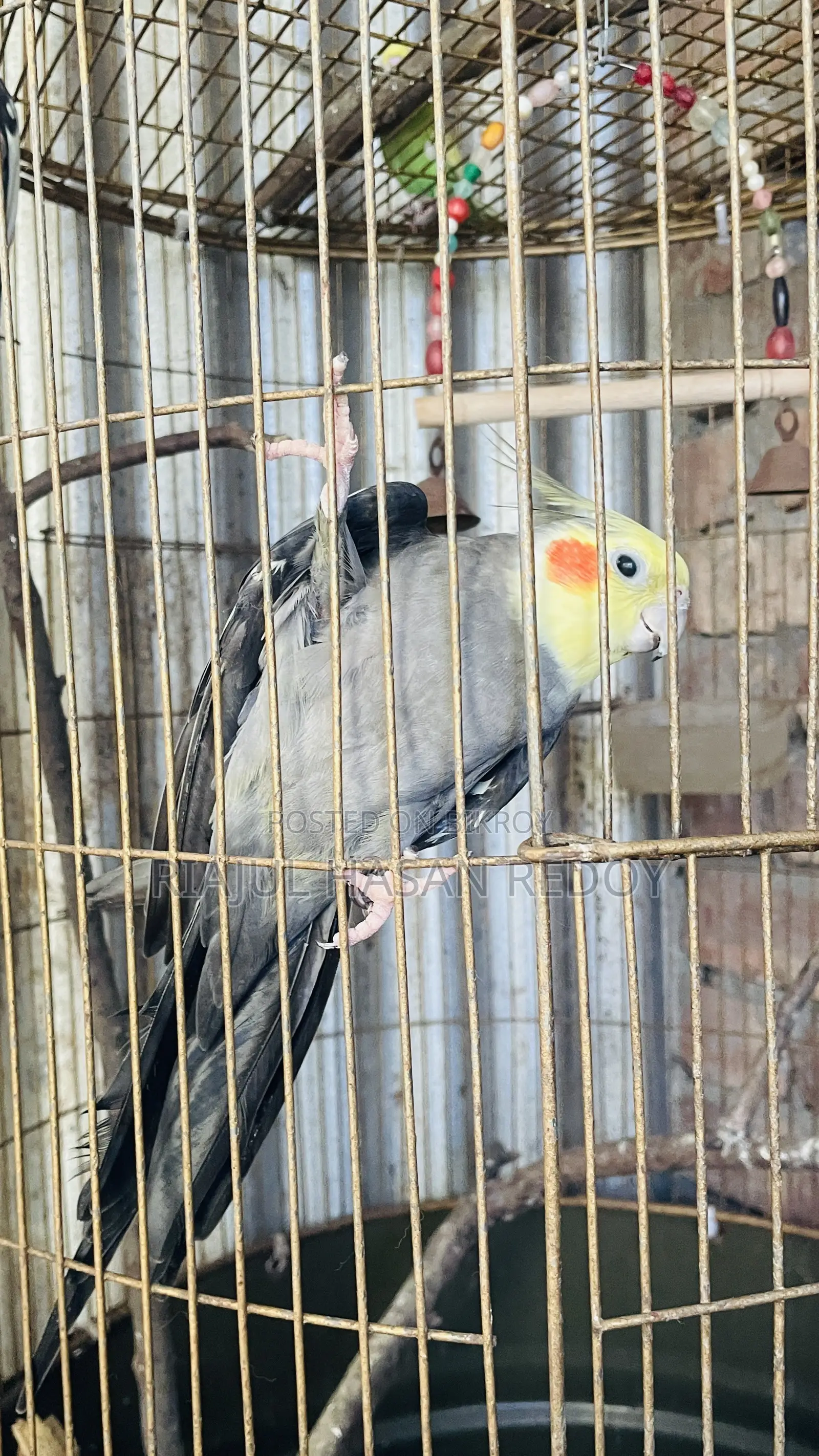 Cockatiel Bird