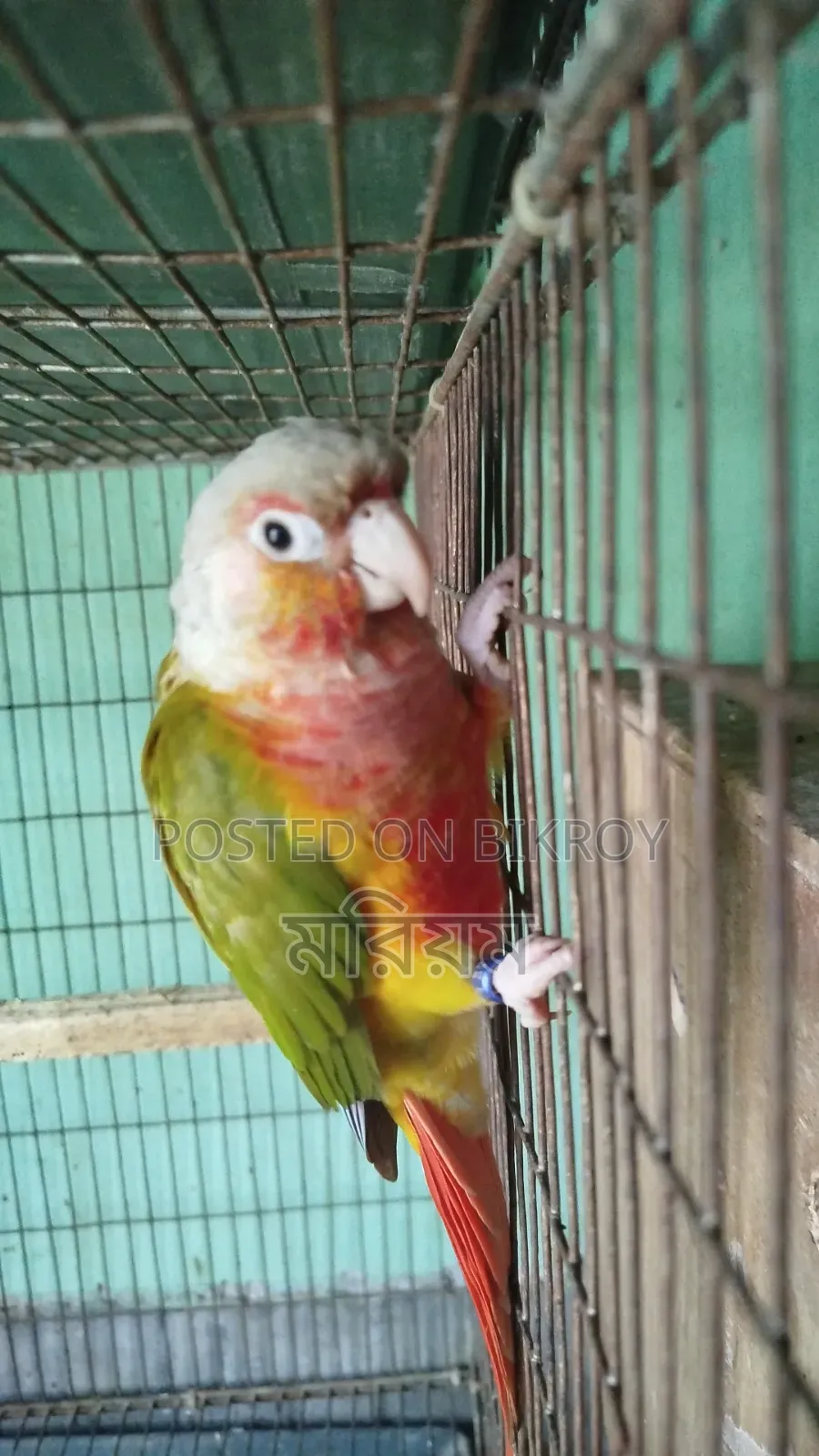 One Piece Pineapple Conure