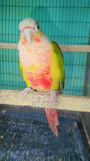 One Piece Pineapple Conure