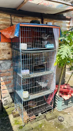 Cage with Pigeons
