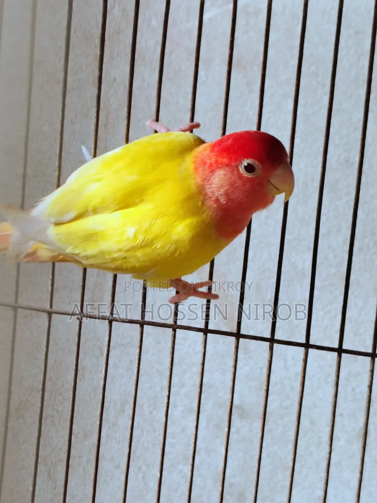 Red Head Lotino Opaline