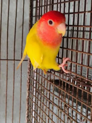 Red Head Lotino Opaline