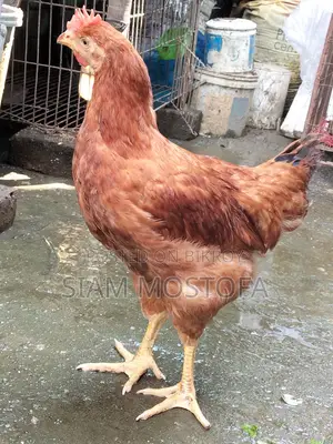 টাইগার মুরগি