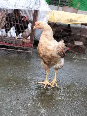 টাইগার মুরগি