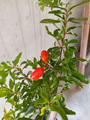 ফুল সহ পাকিস্তানি আনার গাছ