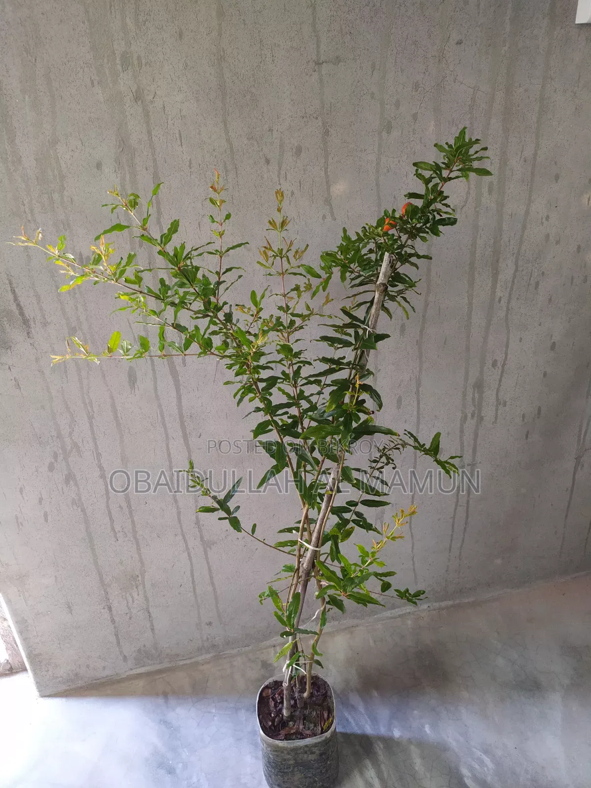 ফুল সহ পাকিস্তানি আনার গাছ