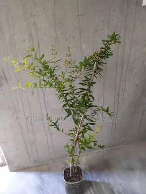 ফুল সহ পাকিস্তানি আনার গাছ