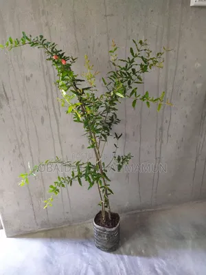 ফুল সহ পাকিস্তানি আনার গাছ