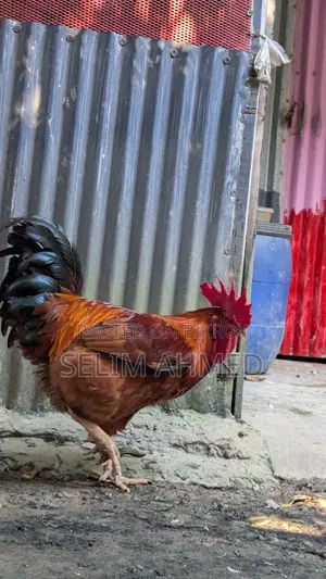 ২২ টি ডিম পাড়া ( কালার বার্ড ) মুরগি বিক্রি করা হবে।