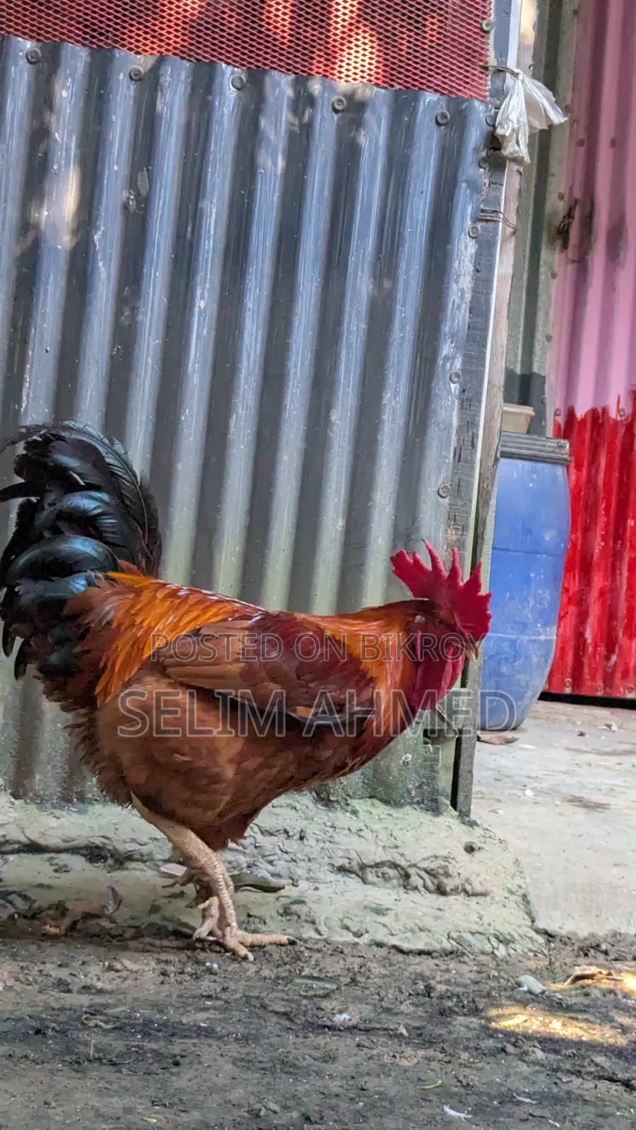 ২২ টি ডিম পাড়া ( কালার বার্ড ) মুরগি বিক্রি করা হবে।