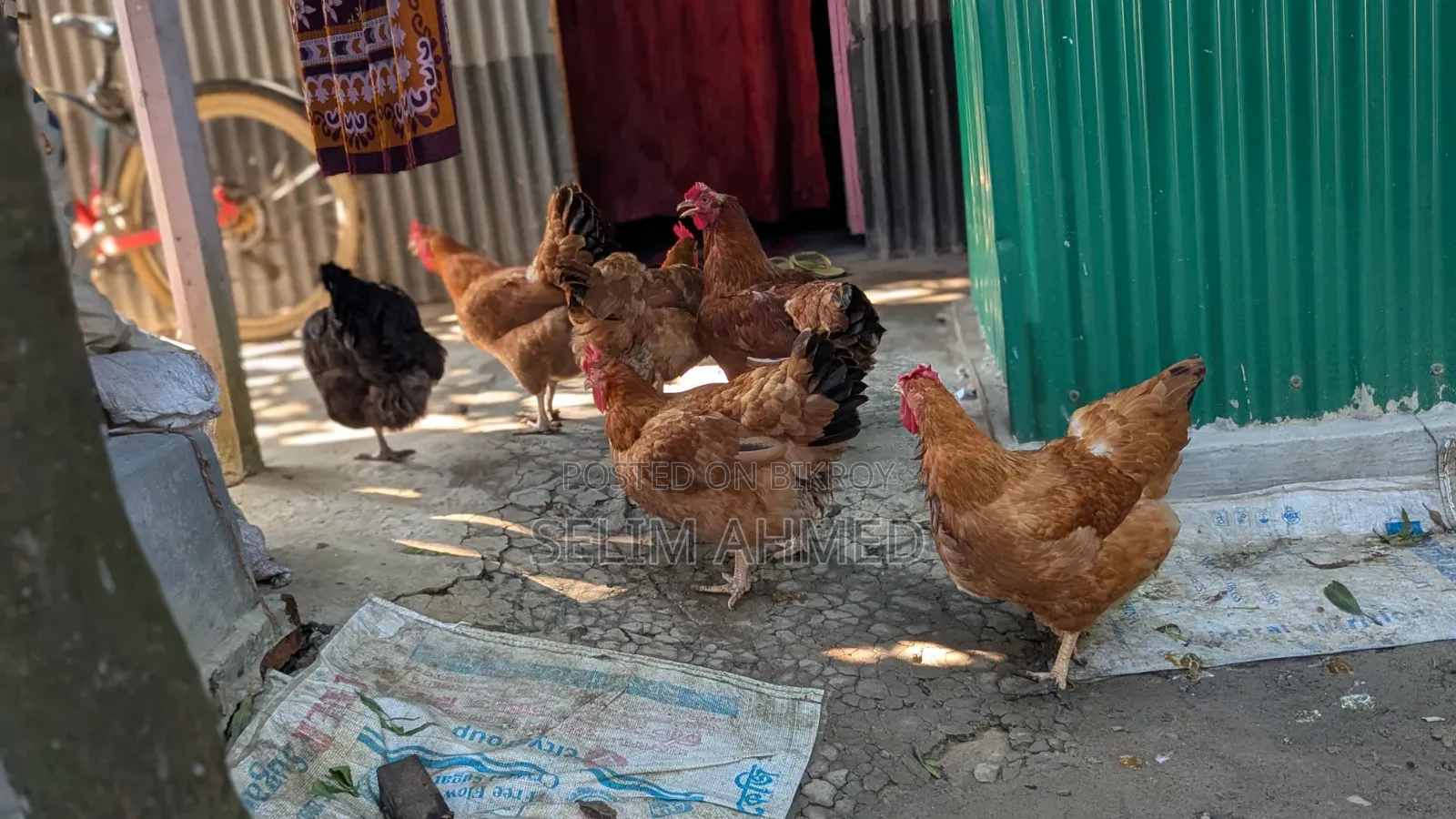 ২২ টি ডিম পাড়া ( কালার বার্ড ) মুরগি বিক্রি করা হবে।