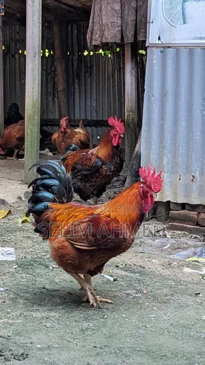 ২২ টি ডিম পাড়া ( কালার বার্ড ) মুরগি বিক্রি করা হবে।