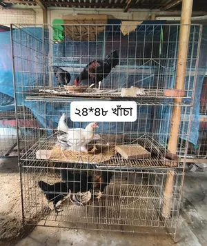 কবুতরের খাঁচা ২৪/৪৮