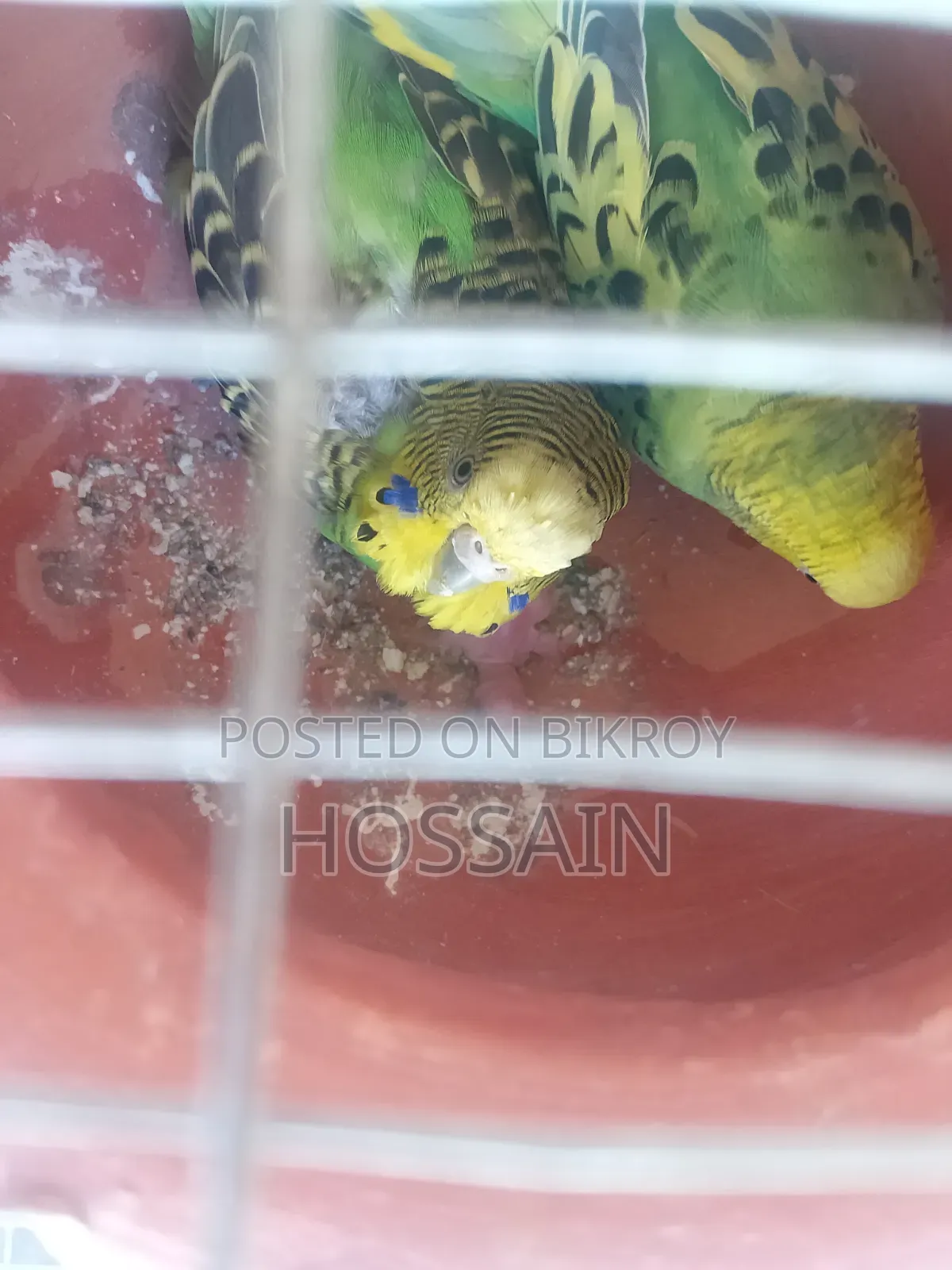Budgerigar Birds with Chick