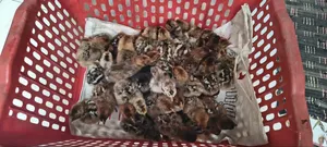 দেশি মুরগি
