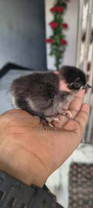 দেশি মুরগি