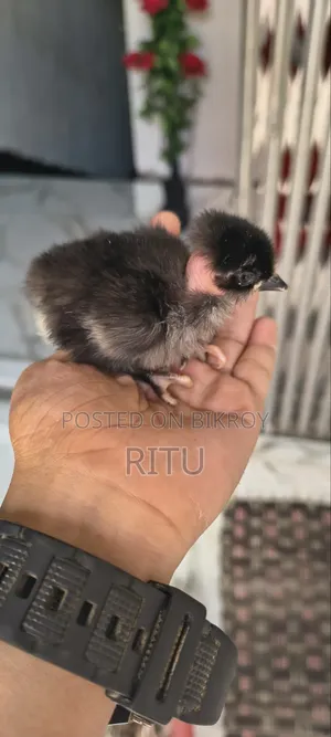 দেশি মুরগি