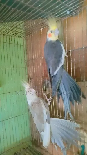 2 pairs of breeding cockatiels for sale