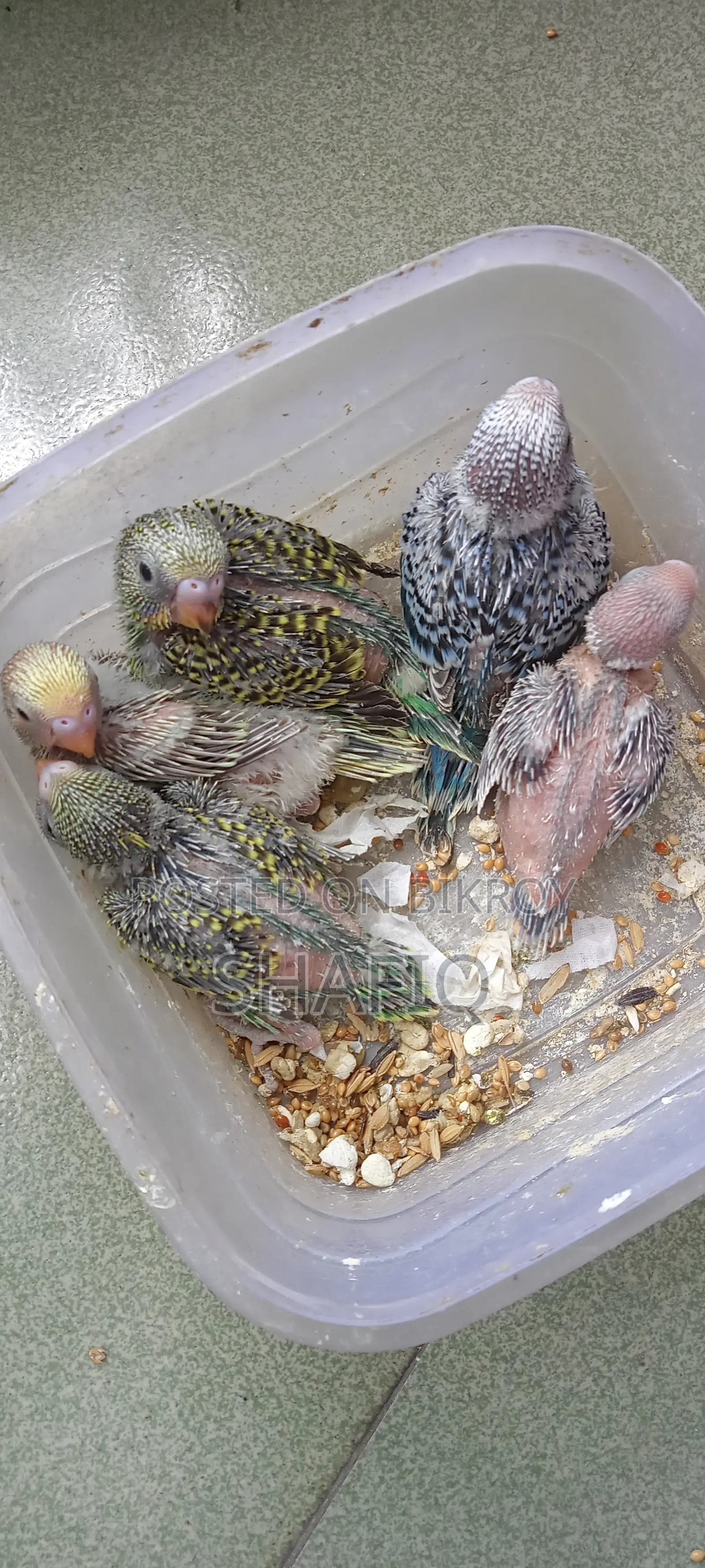 Tame size Budgerigar for sale.