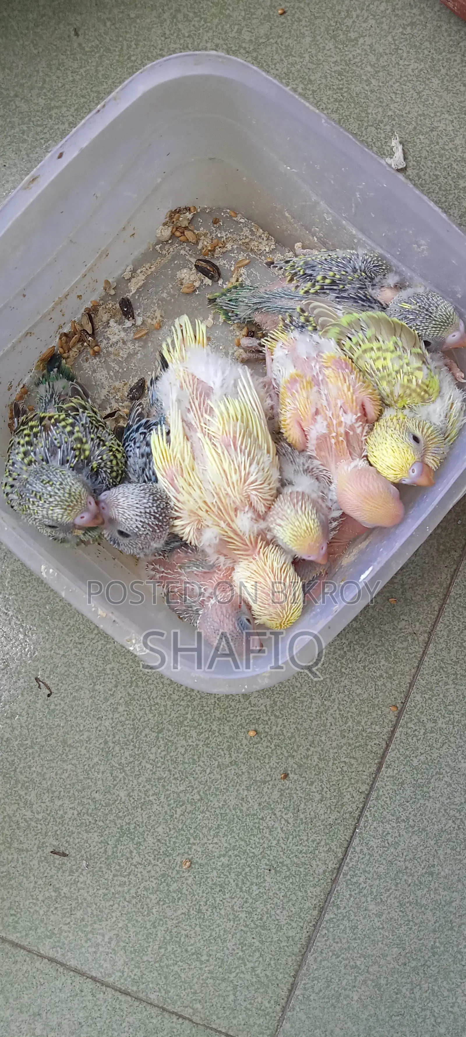 Tame size Budgerigar for sale.
