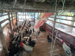 ৮০ পিস রানিং ডিম পাড়া মিশরীয় ফাইয়ুমি মুরগি বিক্রয়
