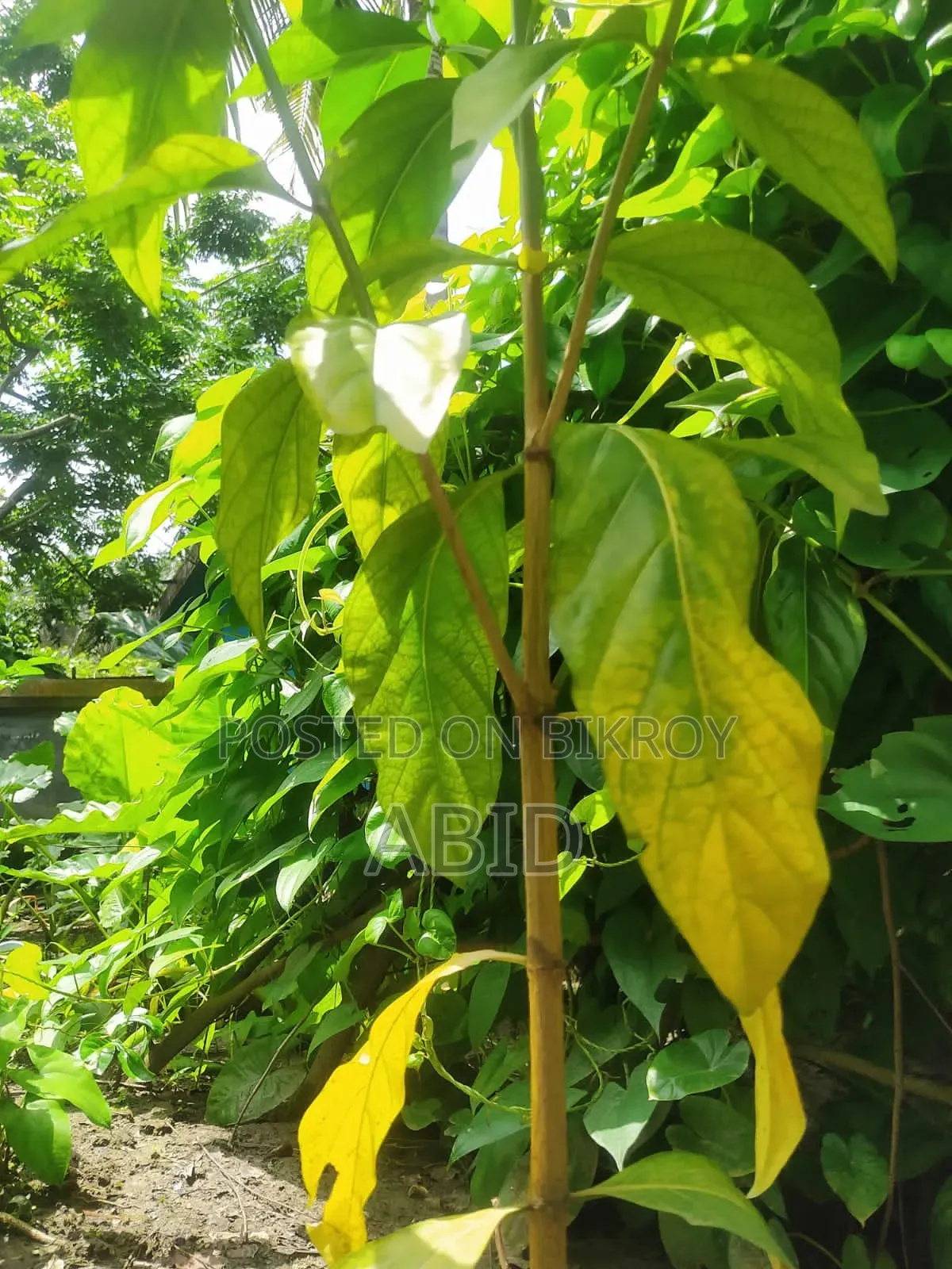 ননীফল গাছ (ক্যান্সার প্রতিশোধক) অরিজিনাল আফ্রিকান